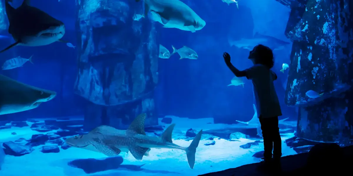 A child watching sharks in the SEA LIFE London tunnel